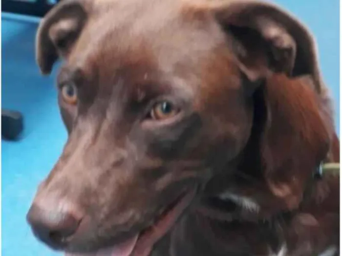 Cachorro ra a SRD idade 1 ano nome Cacau