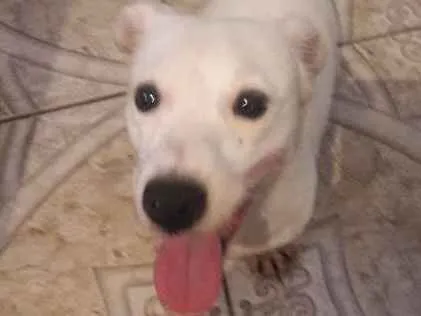 Cachorro ra a jack russel idade 1 ano nome boby