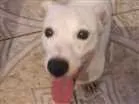 Cachorro raça jack russel idade 1 ano nome boby