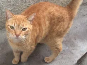 Gato raça  idade 5 anos nome Nina