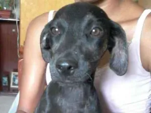 Cachorro raça  idade 2 a 6 meses nome filhotes