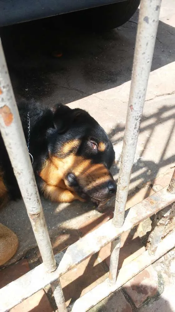 Cachorro ra a Rotvailler idade 2 anos nome Bolacha