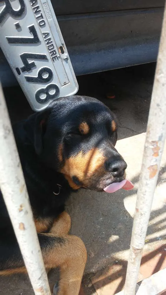 Cachorro ra a Rotvailler idade 2 anos nome Bolacha