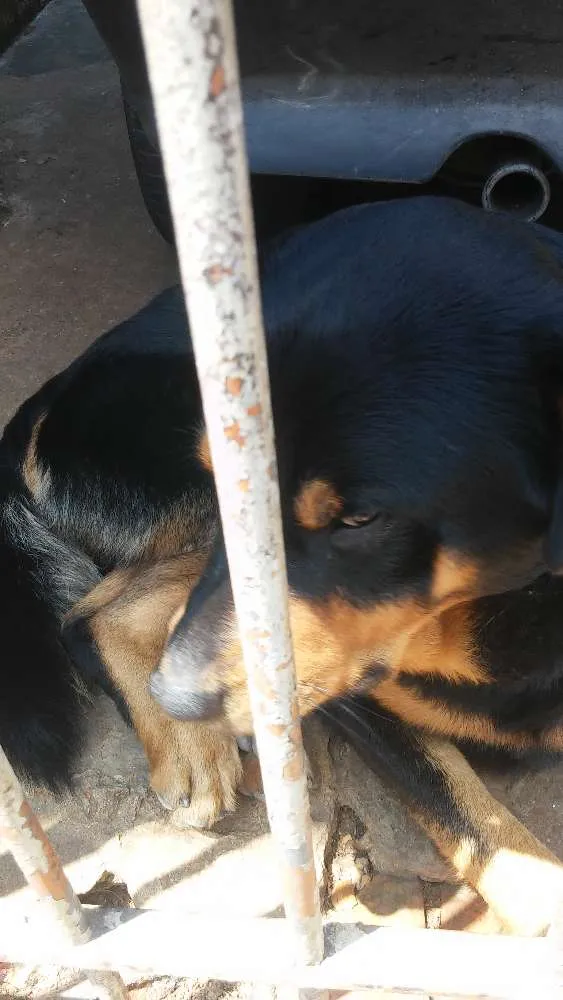 Cachorro ra a Rotvailler idade 2 anos nome Bolacha