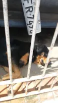 Bolacha