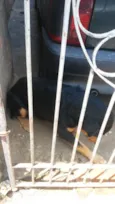 Bolacha