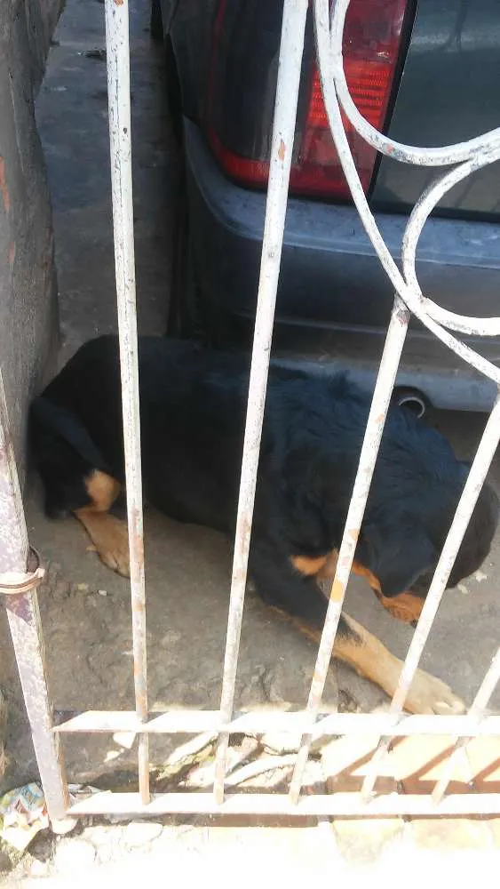 Cachorro ra a Rotvailler idade 2 anos nome Bolacha