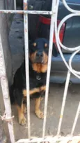 Bolacha