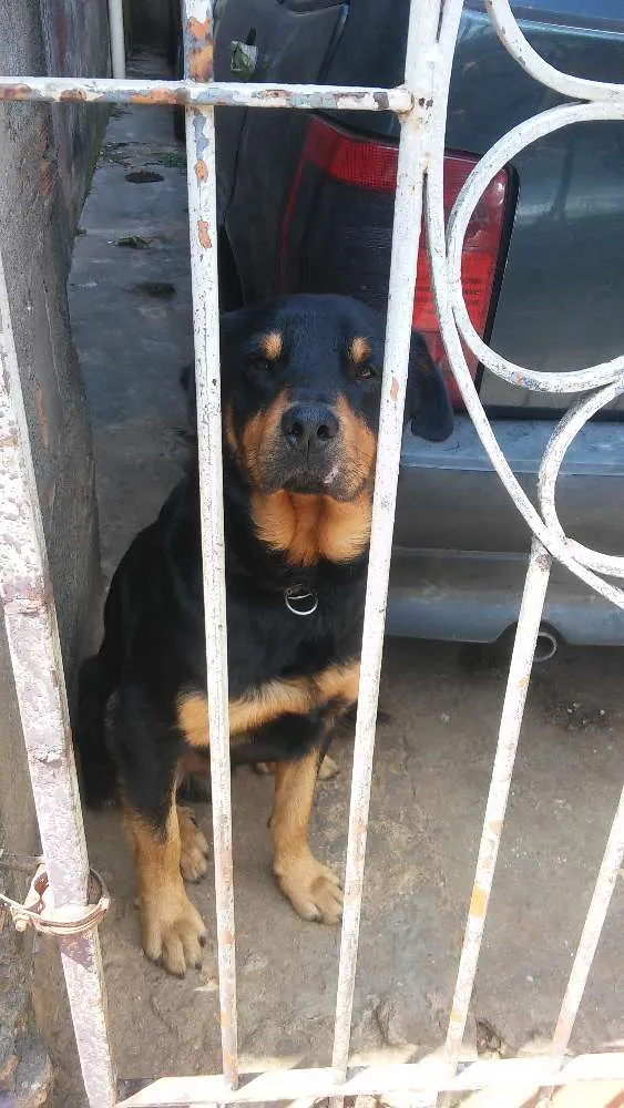 Cachorro ra a Rotvailler idade 2 anos nome Bolacha