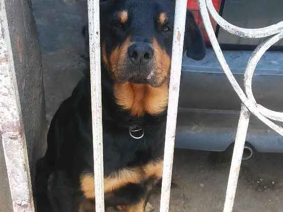 Cachorro ra a Rotvailler idade 2 anos nome Bolacha