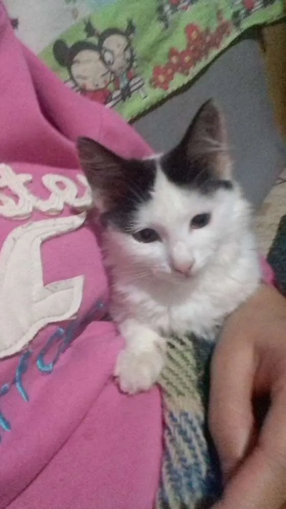 Gato ra a  idade 1 ano nome Mi