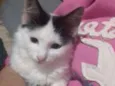 Mi