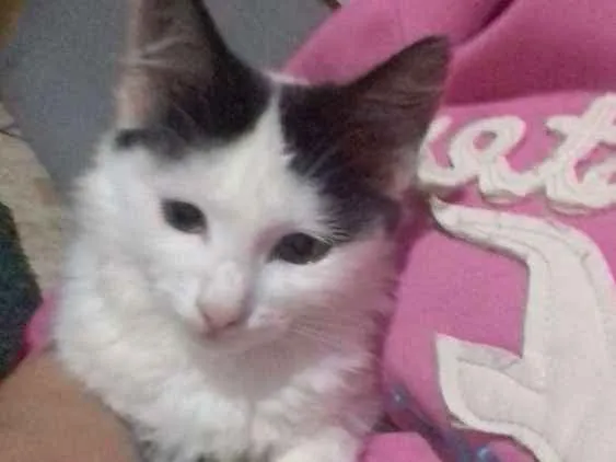 Gato ra a  idade 1 ano nome Mi