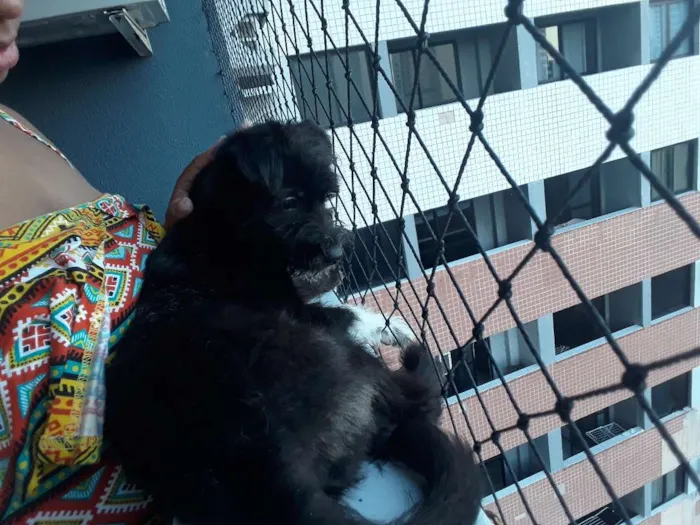Cachorro ra a Indefinida - shipool idade 2 a 6 meses nome Pérola 