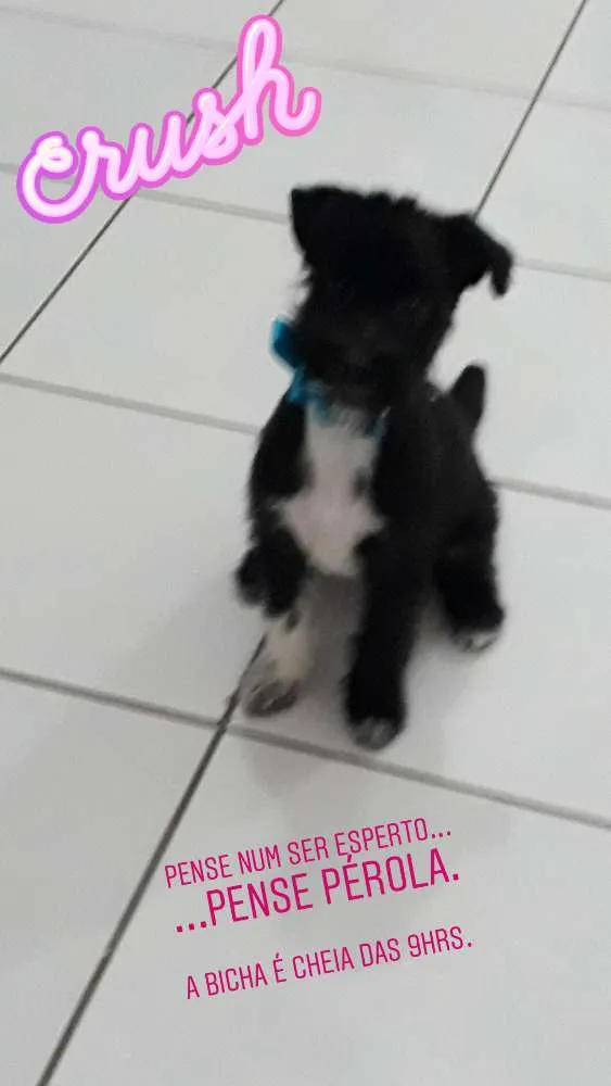 Cachorro ra a Indefinida - shipool idade 2 a 6 meses nome Pérola 