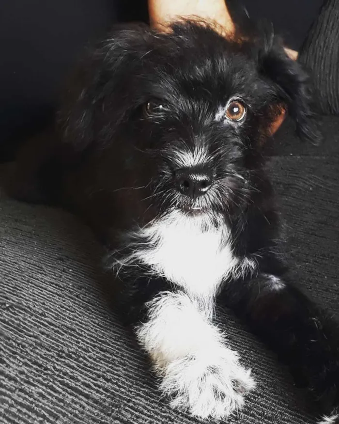 Cachorro ra a Indefinida - shipool idade 2 a 6 meses nome Pérola 