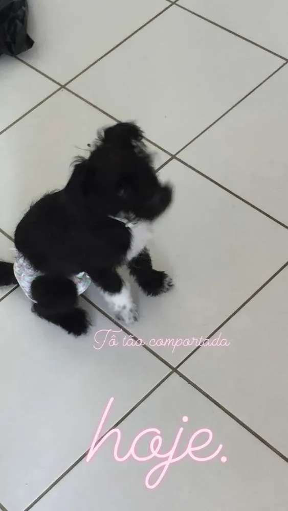 Cachorro ra a Indefinida - shipool idade 2 a 6 meses nome Pérola 
