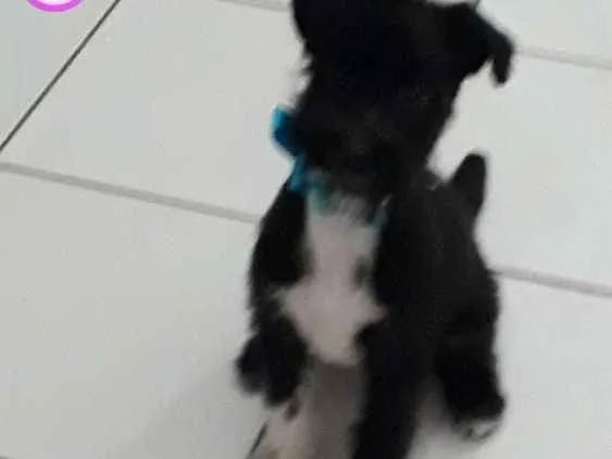 Cachorro ra a Indefinida - shipool idade 2 a 6 meses nome Pérola 