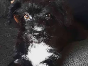 Cachorro raça Indefinida - shipool idade 2 a 6 meses nome Pérola 