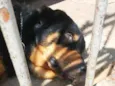 Bolacha