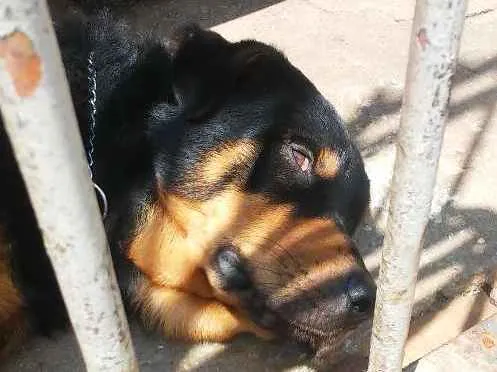 Cachorro ra a Rotvailler idade 2 anos nome Bolacha