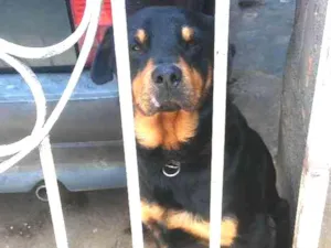 Cachorro raça Rotvailler idade 2 anos nome Bolacha