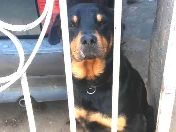 Cachorro ra a Rotvailler idade 2 anos nome Bolacha