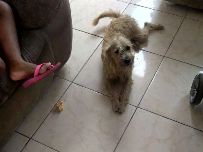Cachorro ra a SRD idade 7 a 11 meses nome Manu