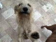 Manu