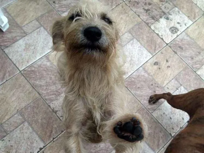 Cachorro ra a SRD idade 7 a 11 meses nome Manu