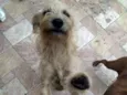 Manu