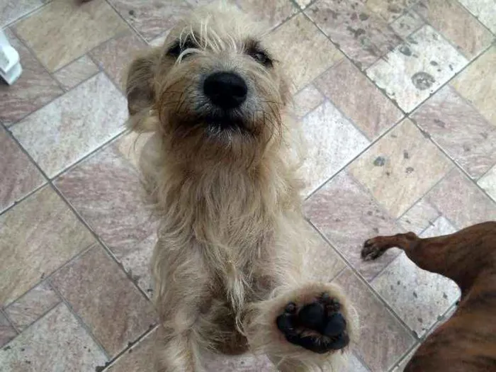 Cachorro ra a SRD idade 7 a 11 meses nome Manu