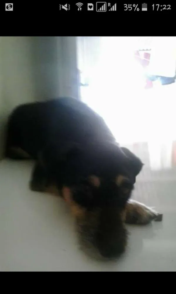 Cachorro ra a Srd idade Abaixo de 2 meses nome Filhotes para adoção