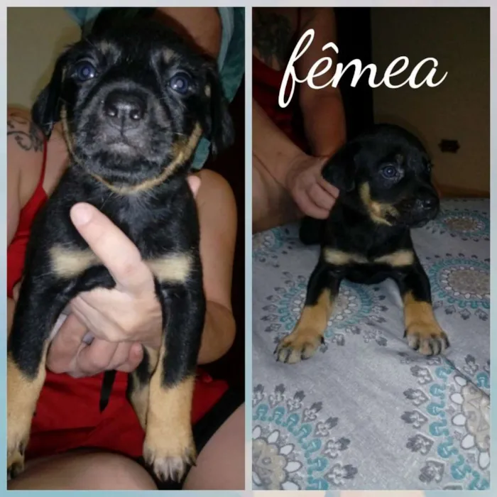 Cachorro ra a Srd idade Abaixo de 2 meses nome Filhotes para adoção