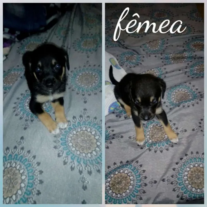Cachorro ra a Srd idade Abaixo de 2 meses nome Filhotes para adoção