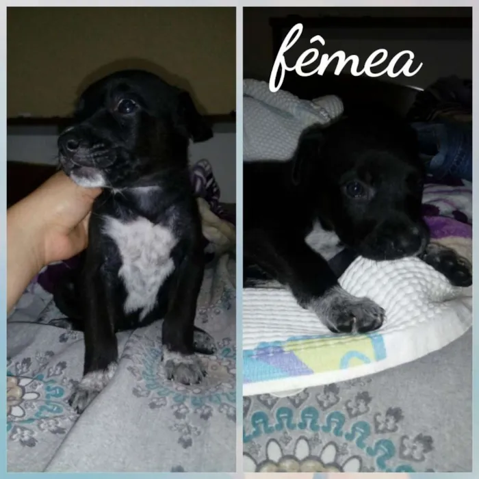 Cachorro ra a Srd idade Abaixo de 2 meses nome Filhotes para adoção