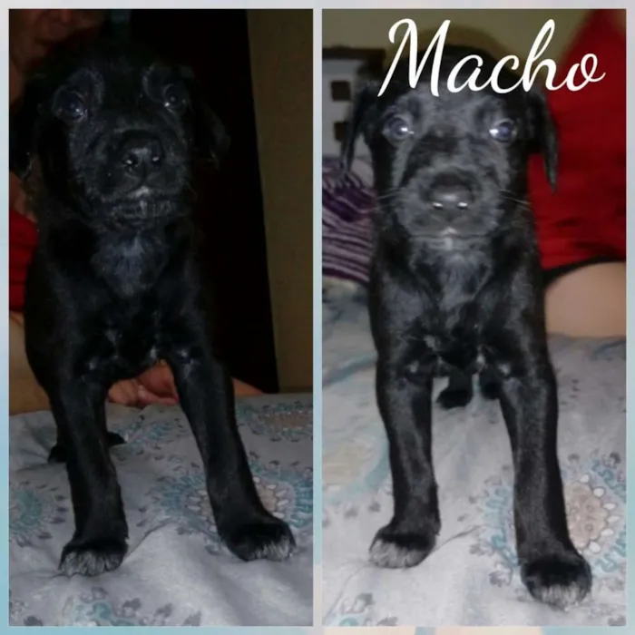 Cachorro ra a Srd idade Abaixo de 2 meses nome Filhotes para adoção