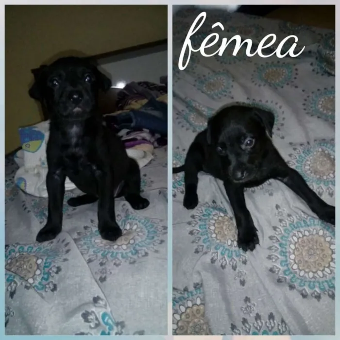 Cachorro ra a Srd idade Abaixo de 2 meses nome Filhotes para adoção