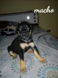Filhotes para adoção