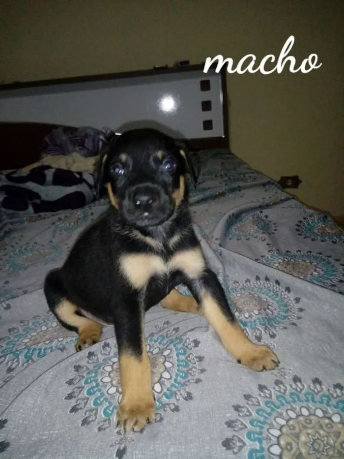 Cachorro ra a Srd idade Abaixo de 2 meses nome Filhotes para adoção