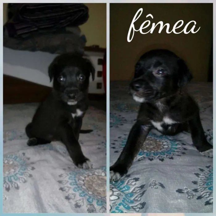 Cachorro ra a Srd idade Abaixo de 2 meses nome Filhotes para adoção