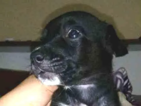 Cachorro ra a Srd idade Abaixo de 2 meses nome Filhotes para adoção