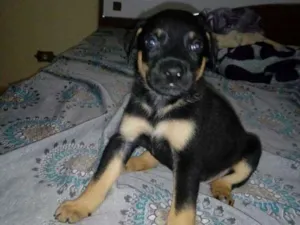 Cachorro raça Srd idade Abaixo de 2 meses nome Filhotes para adoção