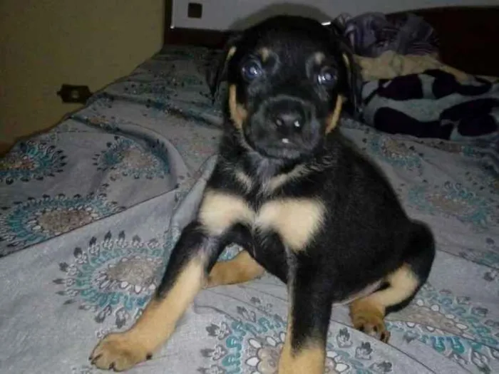 Cachorro ra a Srd idade Abaixo de 2 meses nome Filhotes para adoção