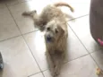Manu