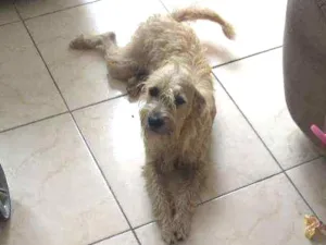 Cachorro raça SRD idade 7 a 11 meses nome Manu