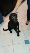 Puppy 