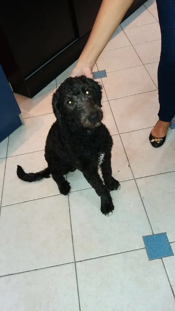 Cachorro ra a Poodle  idade 1 ano nome Puppy 