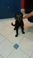 Puppy 