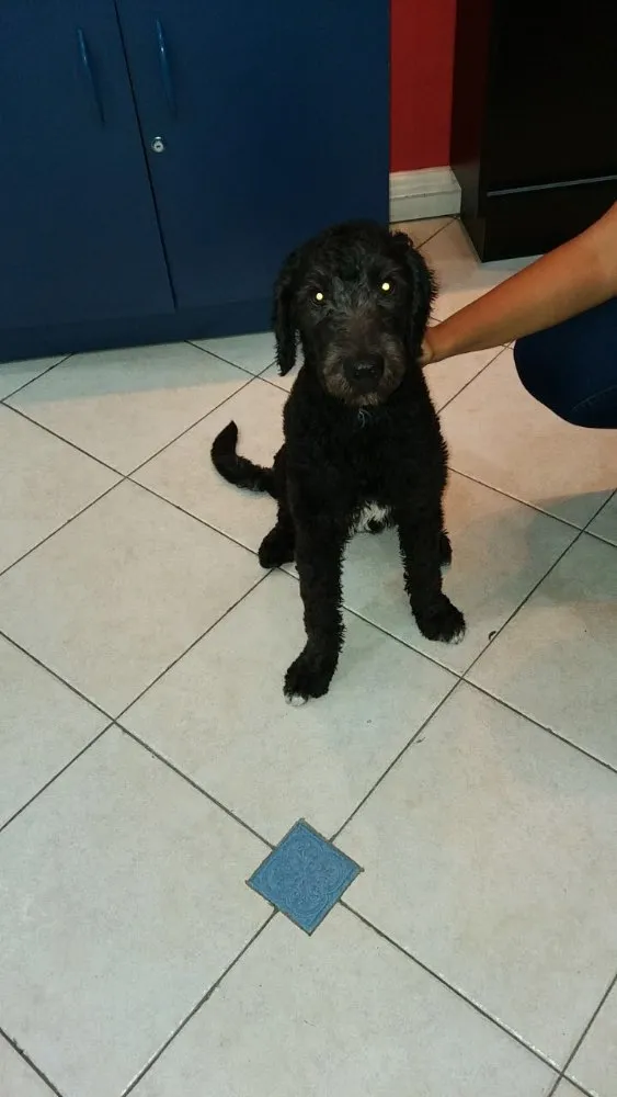 Cachorro ra a Poodle  idade 1 ano nome Puppy 
